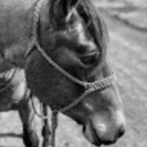 Meet your Posher, Arrow m photography